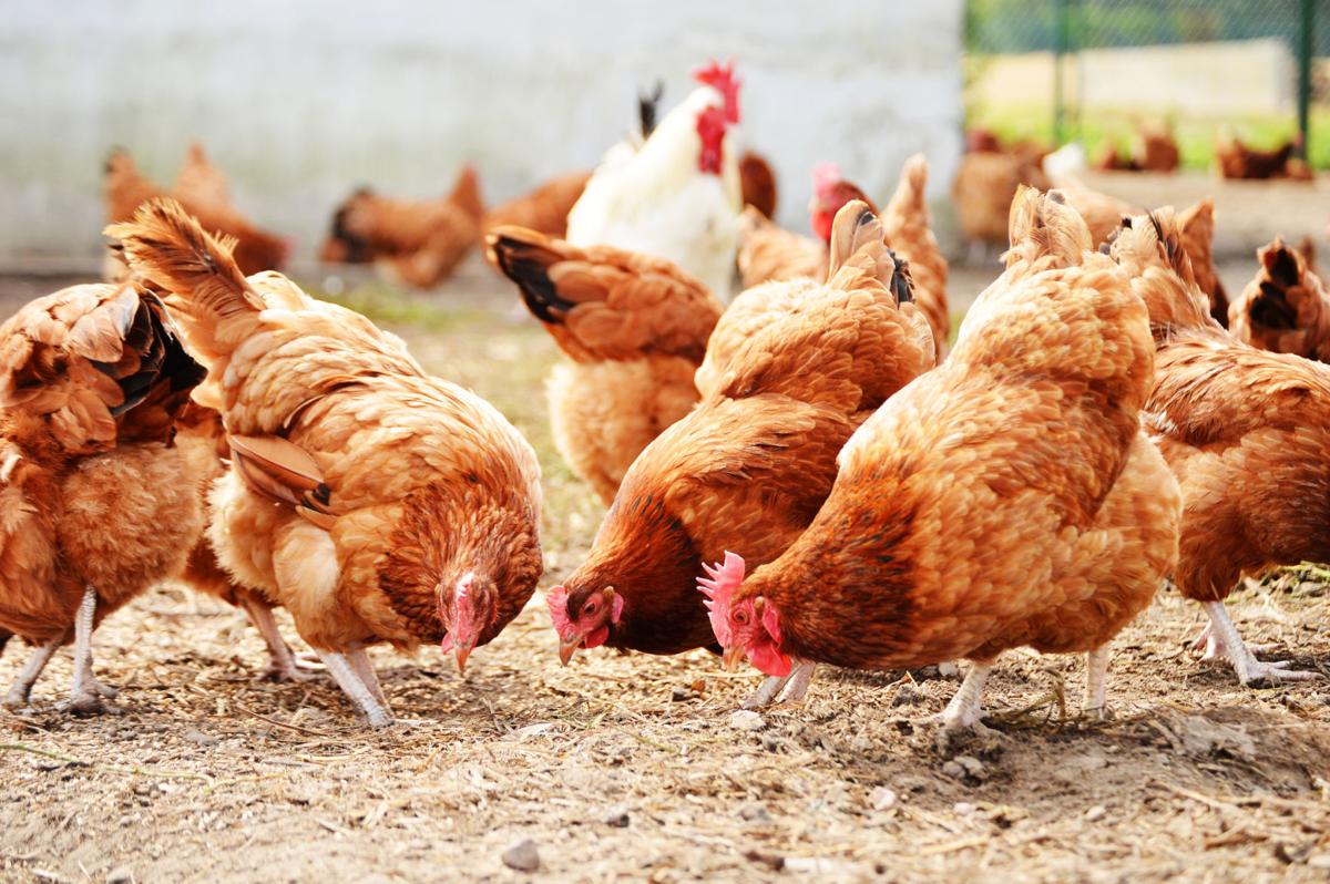 campylobacter en avicultura
