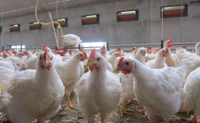 como controlar el campylobacter en pollos de engorde