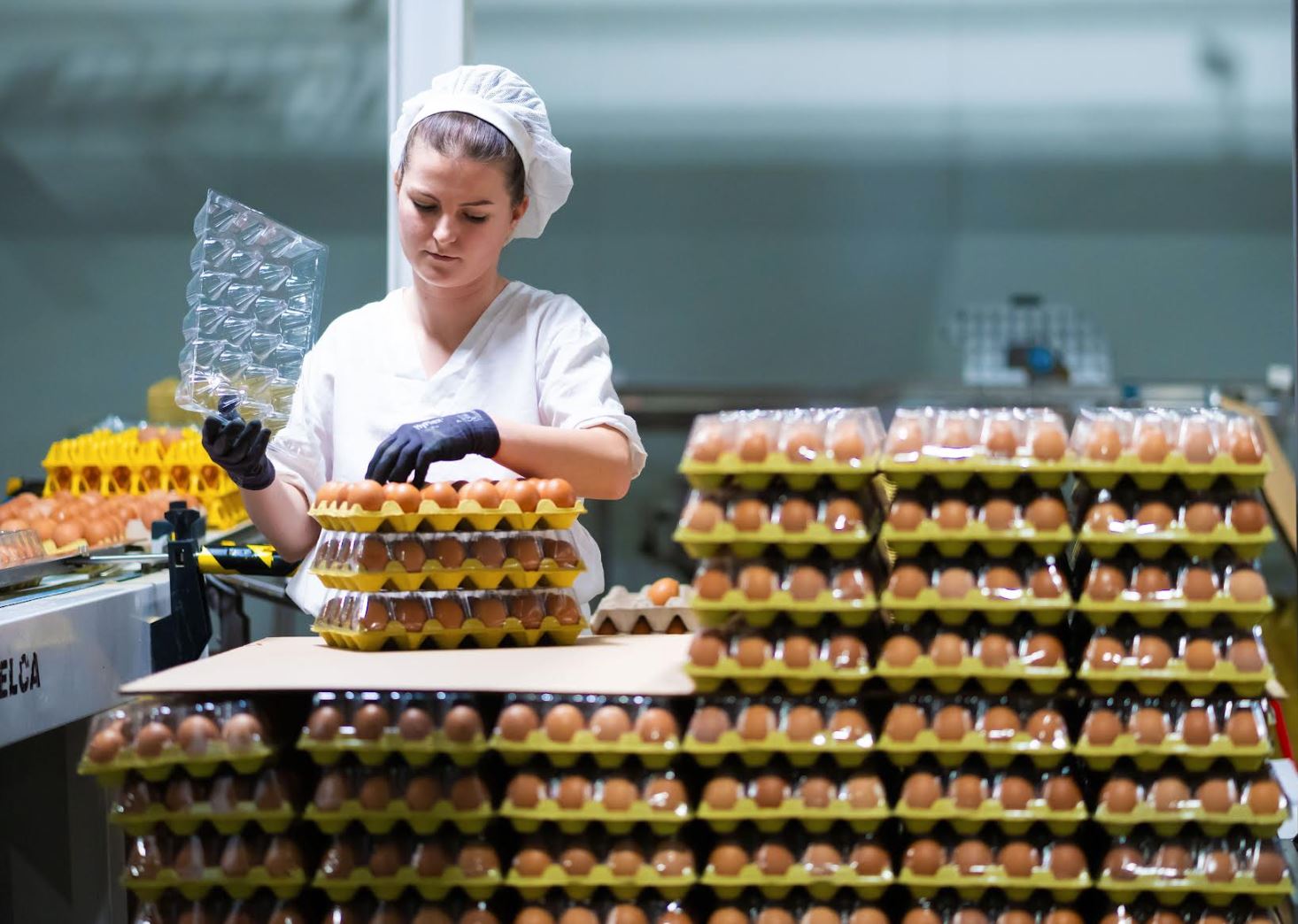 costes reconversion avicultura de puesta en espana a partir 2024 3