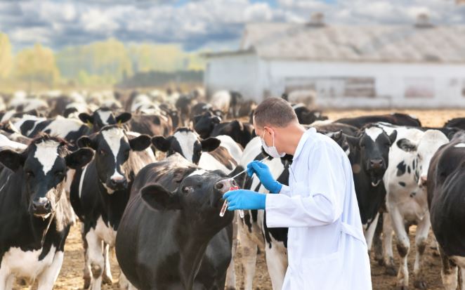 gripe aviar en vacas