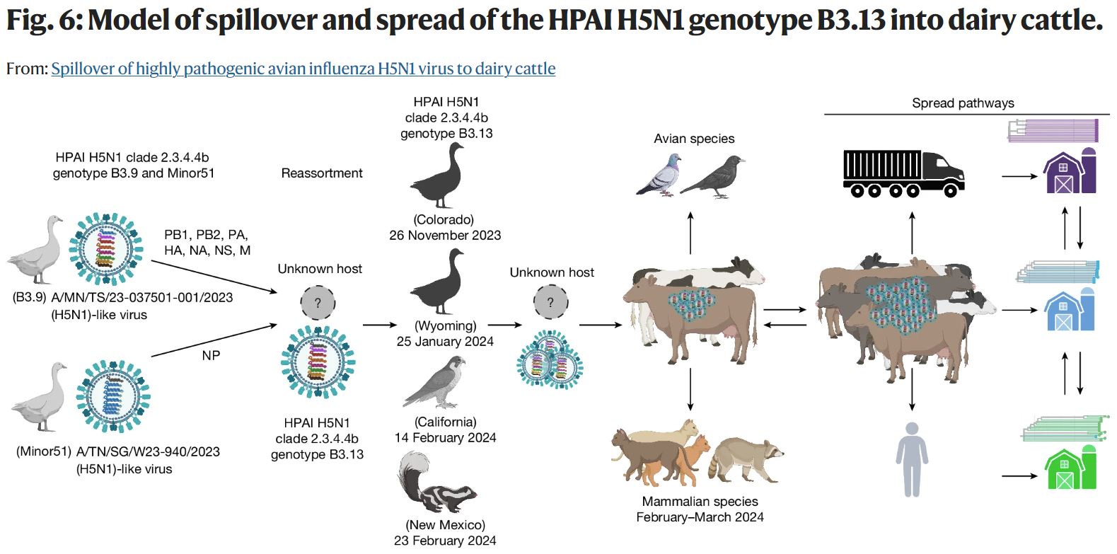influenza aviar transmision entre aves vacas mamiferos y humanos 2