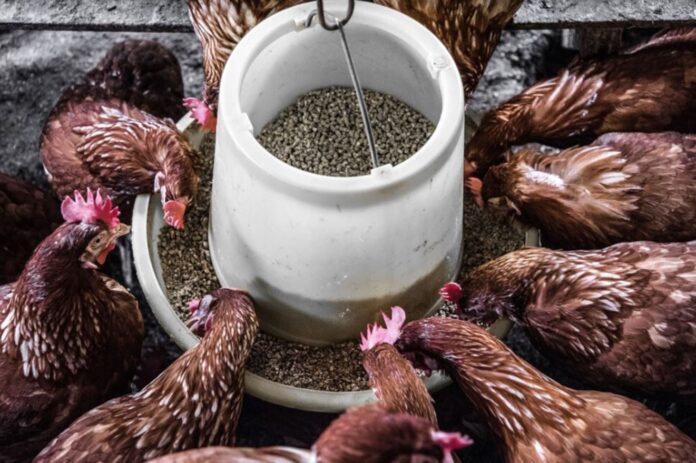 gallinas-comiendo-factores-antinutricionales-de-plantas-en-dietas-avicolas