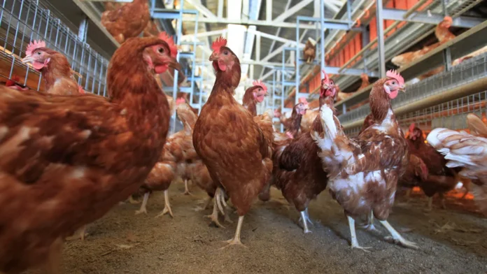 gallinas-en-aviarios