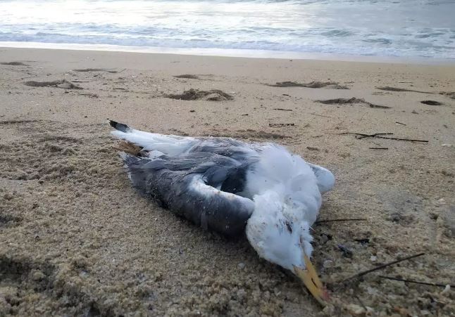 gaviota-muerta