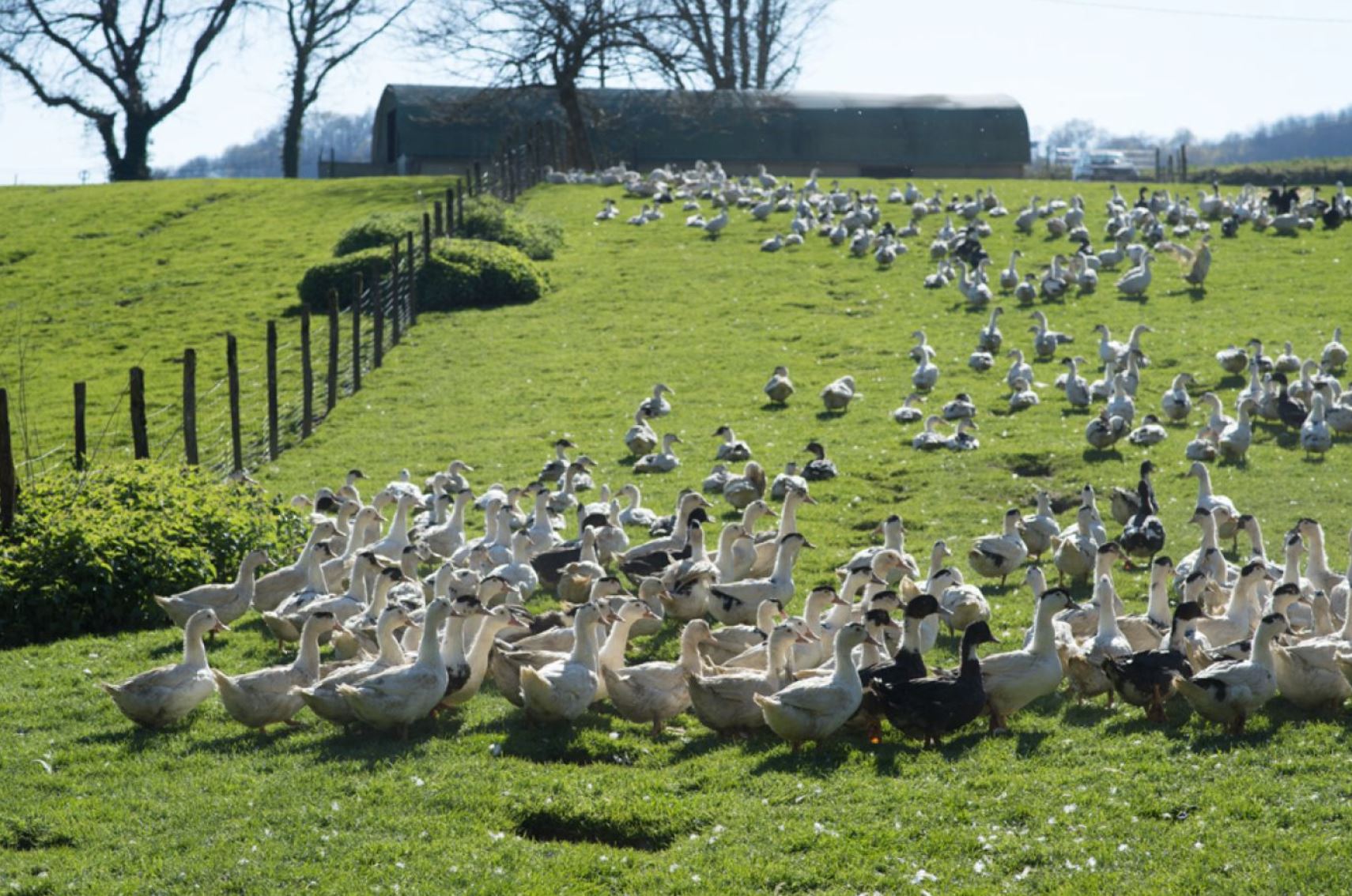 granja-de-patos-en-Francia-1
