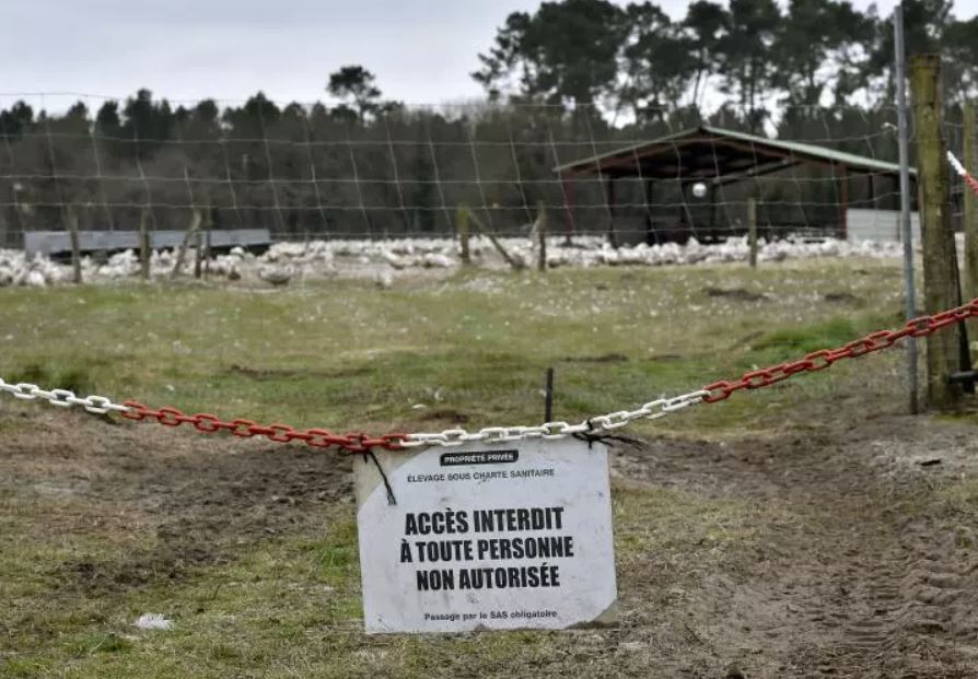 influenza-aviar-en-Francia-20241231-2