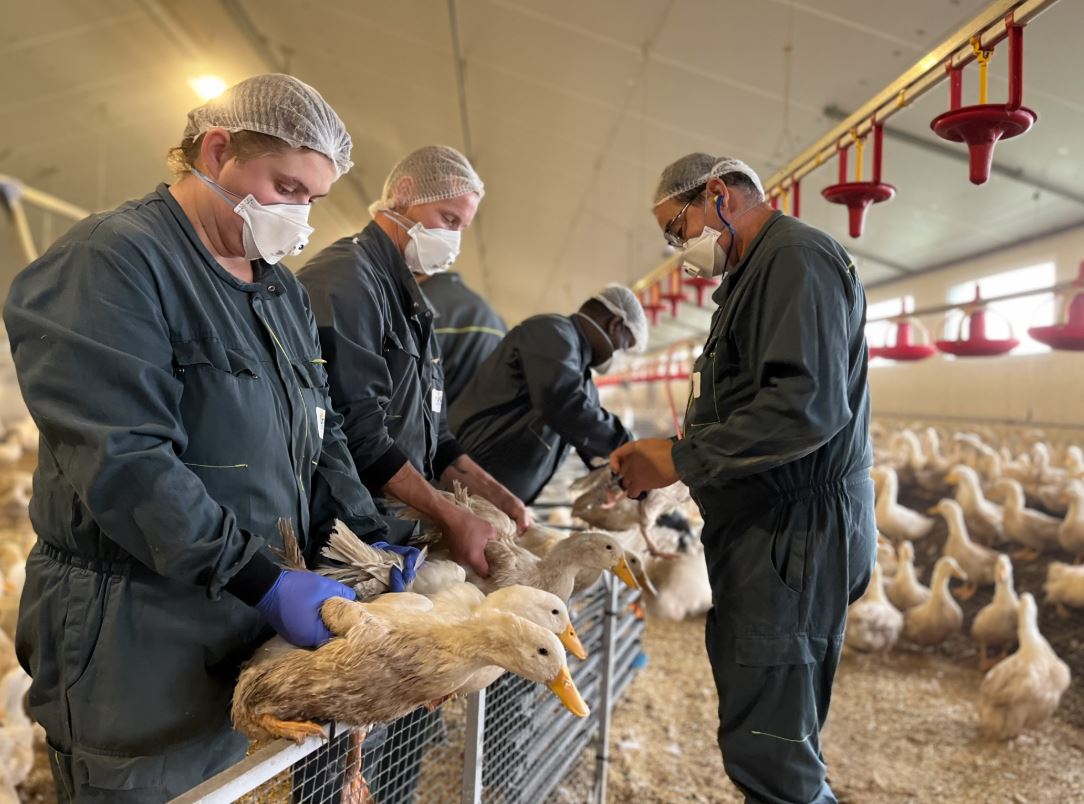 influenza-aviar-vacunacion-francia-patos-2a-campana-2024