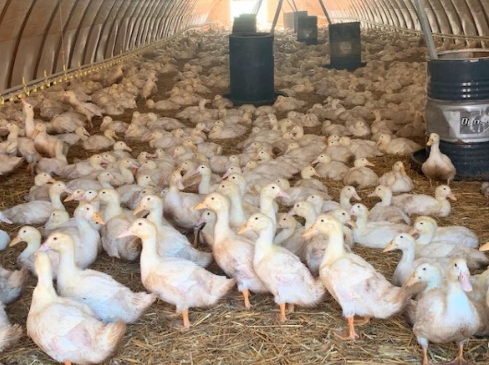 influenza-aviar-en-europa-sept-6-dic-2024-granja-patos Hungría lideró con el 65% de los casos en aves de corral, afectando mayormente patos y gansos. En total, más de 13 millones de aves murieron o fueron sacrificadas.