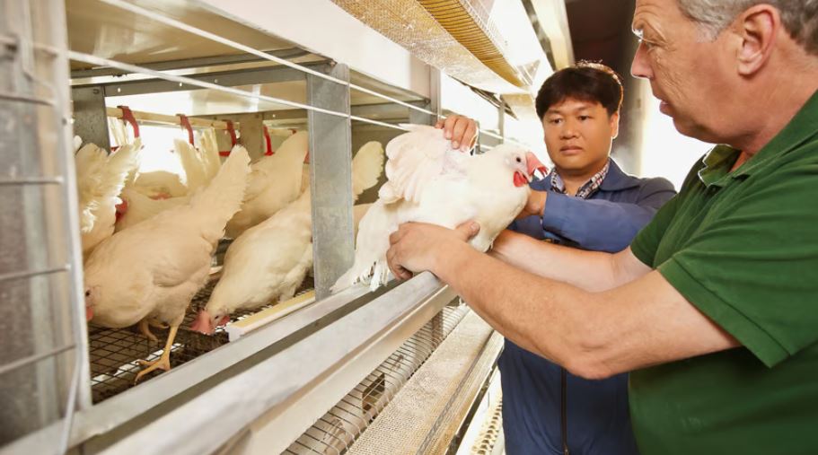 gallinas-20