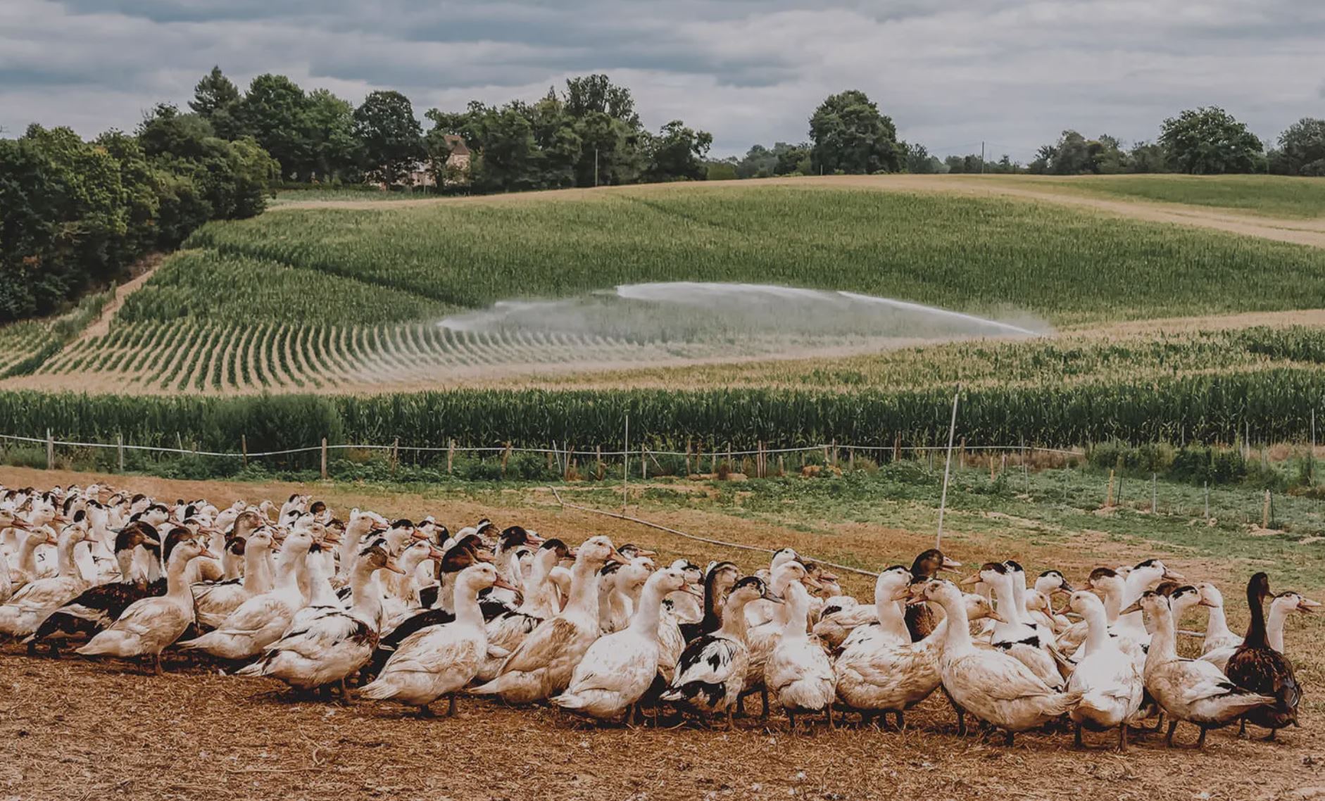 granja-patos-2