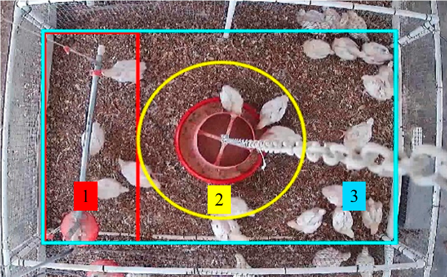 vision-con-inteligencia-artificial-en-pollos