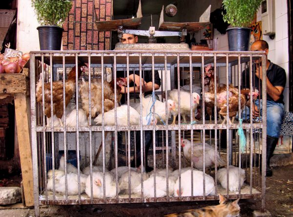 Morocco-Casablanca-Old-Medina-Chickens-in-Coop-600x444