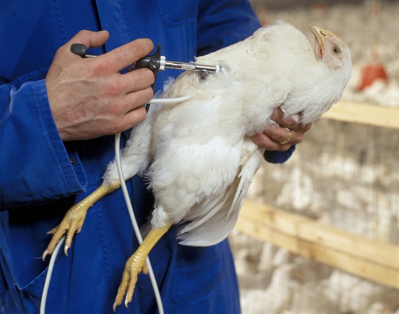 vacunacion aves 2