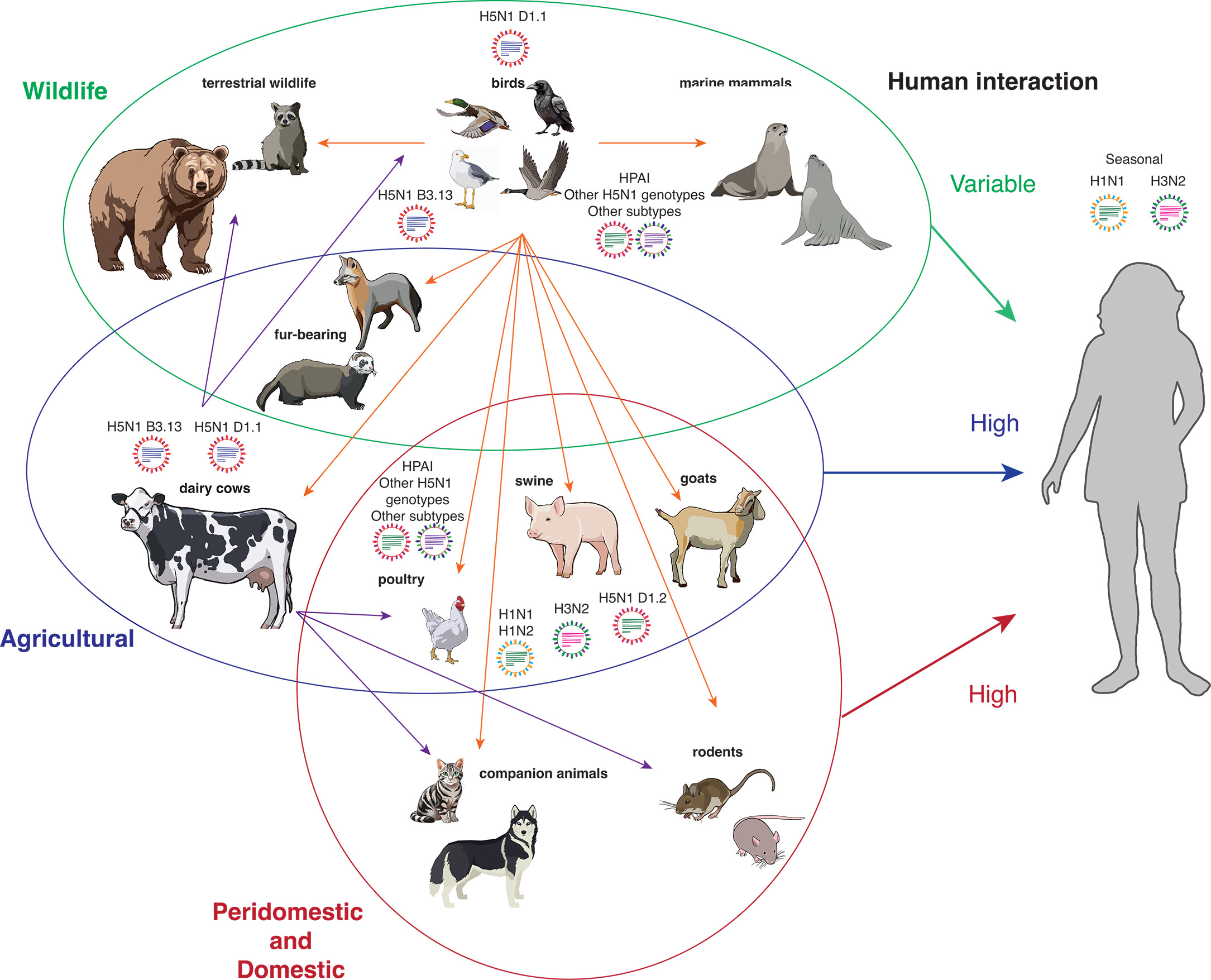especies infectables por gripe aviar confirmadas 2025 marzo Especies animales infectadas por H5N1. Las especies silvestres están rodeadas por un círculo verde; las especies de producción agropecuaria, por uno azul; y las especies peridomésticas y domésticas, por uno rojo. Las flechas naranjas representan la transmisión desde un hospedador aviar y las flechas moradas, la transmisión desde un hospedador bovino. Los iconos de virus indican cepas de influenza A que se sabe circulan en especies con alto riesgo de mutaciones.