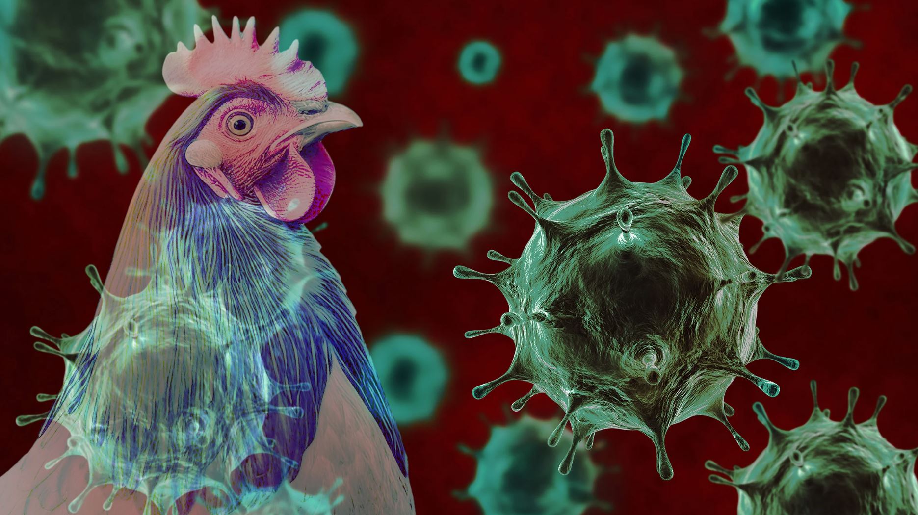 influenza-aviar-preocupacion