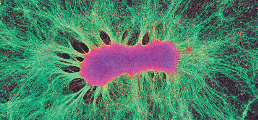 CreSA-organoides-como-alternativa-a-la-investigacion-con-animales-1