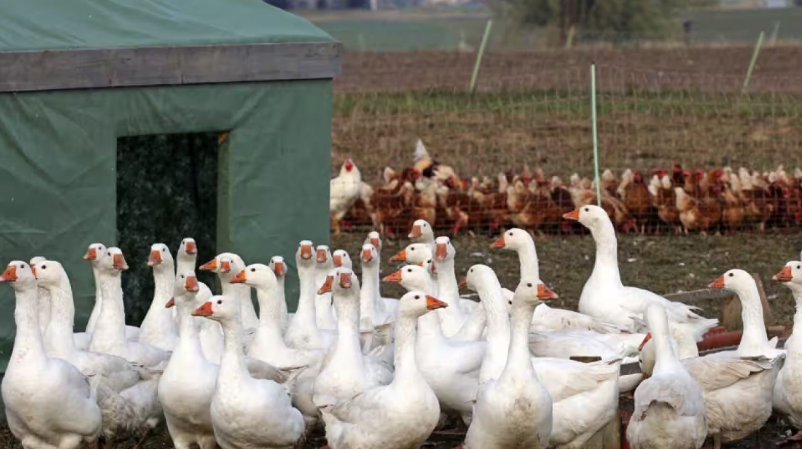 EFSA-2025-june-AVIAN-FLU-20