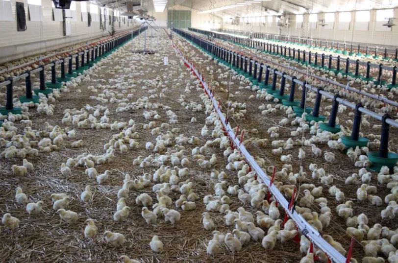 francia-granja-de-pollos-de-engorde 33.000 pollos en una nave de 1.500 m², en la granja de Jean-Louis y Loïc Perreau, en Sur-Yonne, en Brèves (centro de Francia).