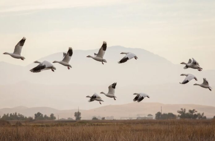 aves-migratorias