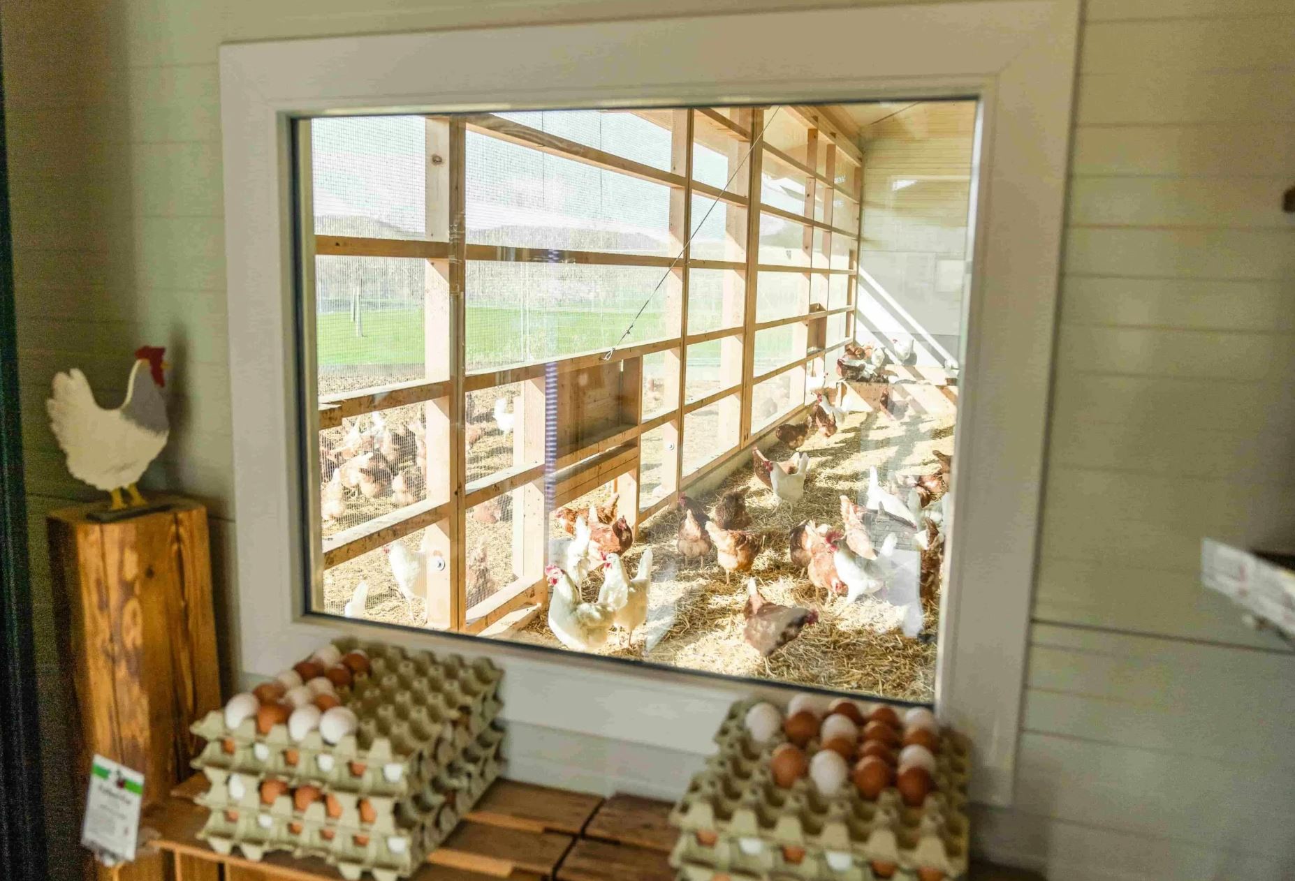 verandas-en-avicultura-ponedoras-5-en-suiza