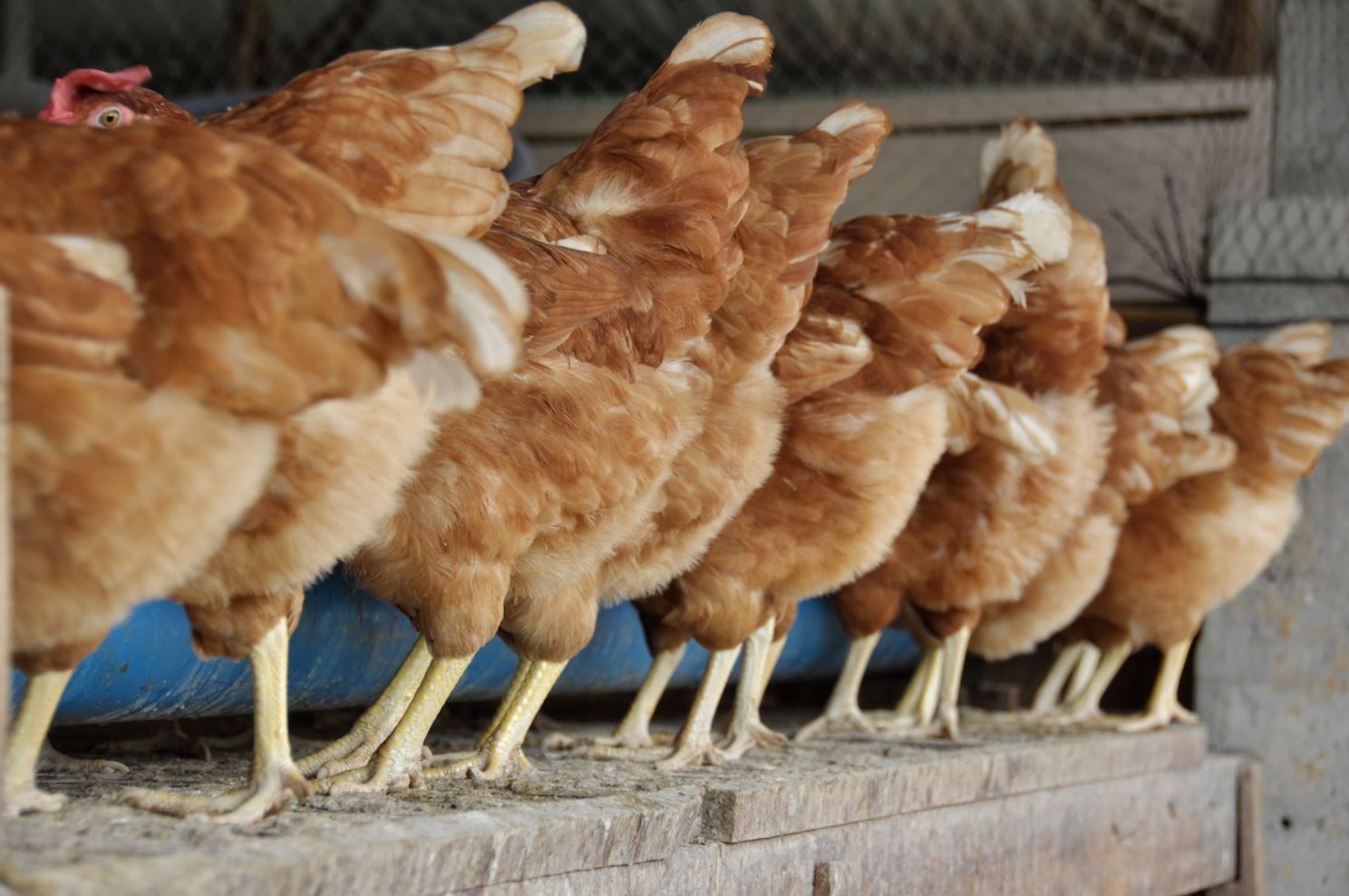 gallinas-de-espaldas