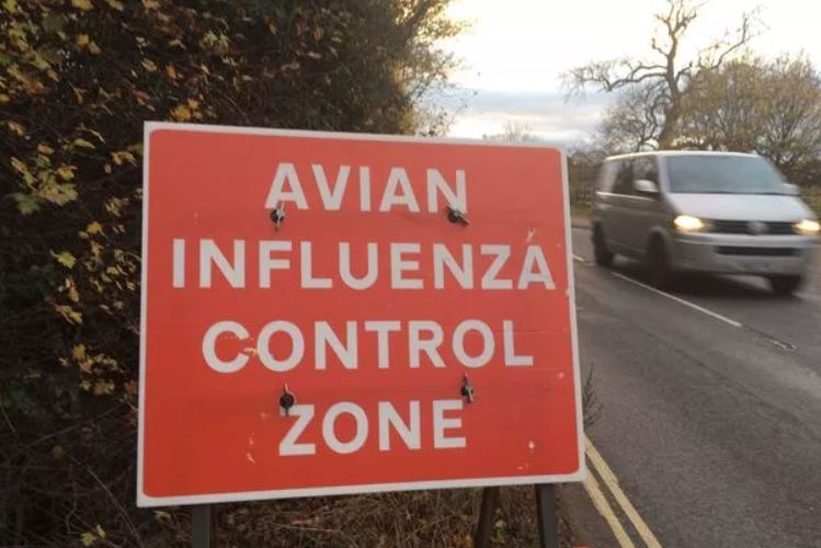 influenza-aviar-sacrificio-aves-1