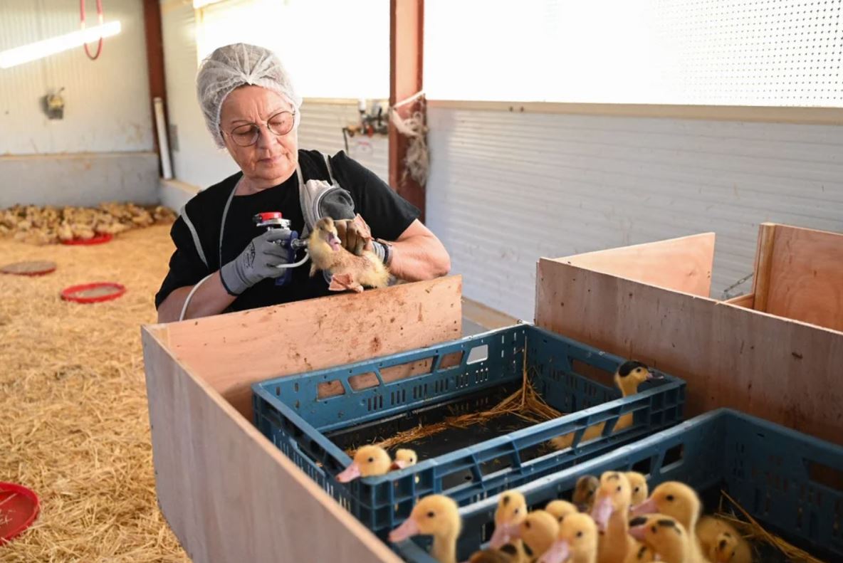 vacunacion-contra-la-gripe-aviar-en-Francia-febrero-2023 Una mujer inyecta la vacuna contra la gripe aviar a patos en Horsarrieu, en el suroeste de Francia, el 2 de octubre de 2023. Foto: Ministerio de Agricultura francés / Agence France-Presse