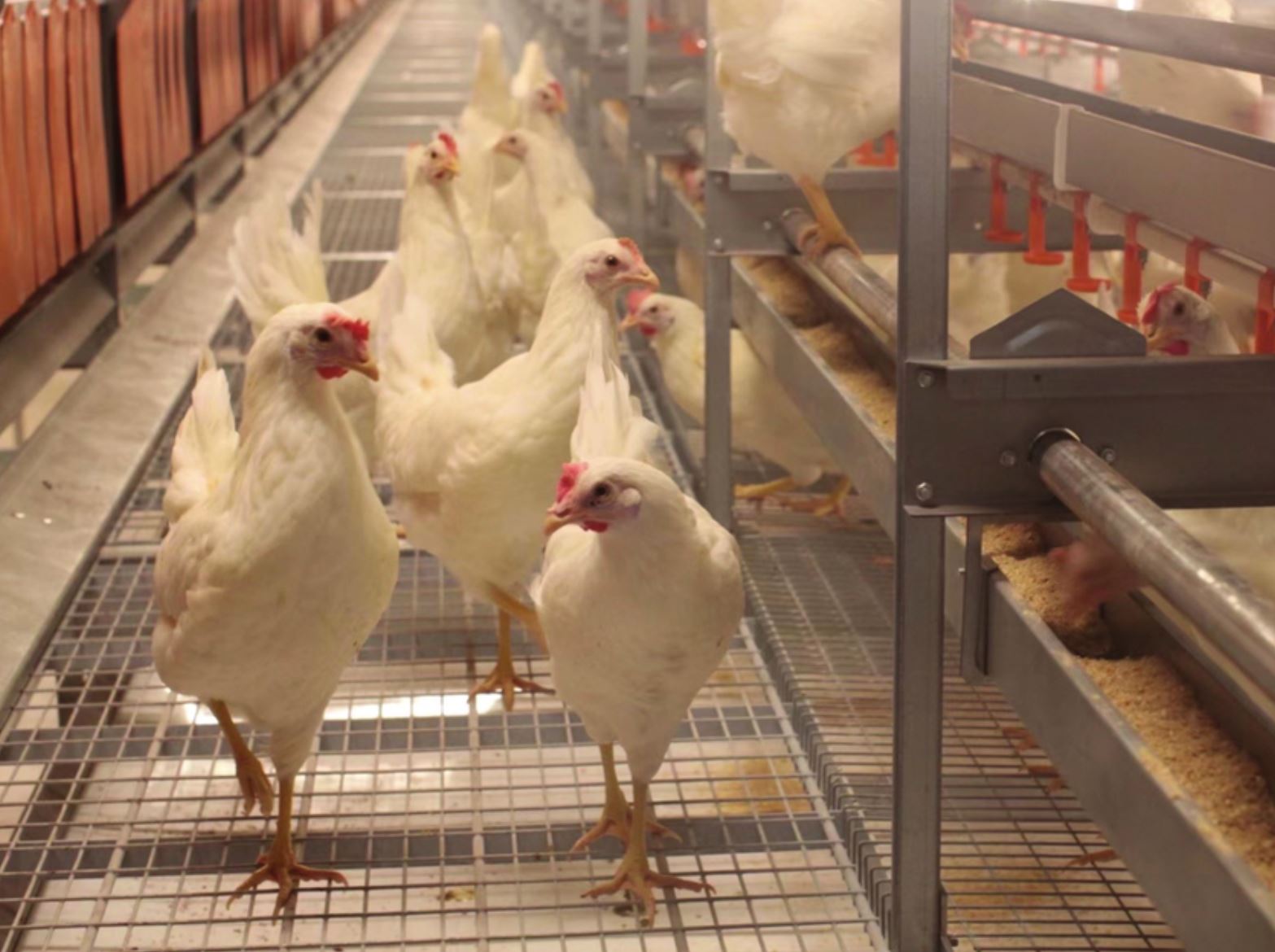 confinamiento-de-todas-las-aves-de-corral-en-espana-20251113-3