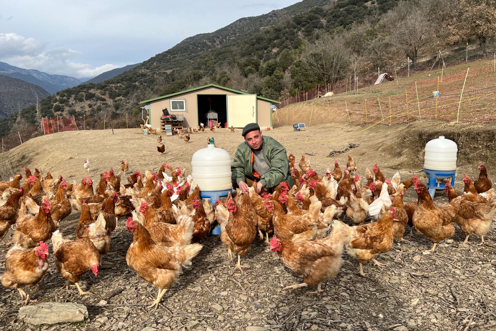 gallinas-camperas-en-Valls-de-Valira-ALT-URGELL-Foto-de-Albert-L-Cobo
