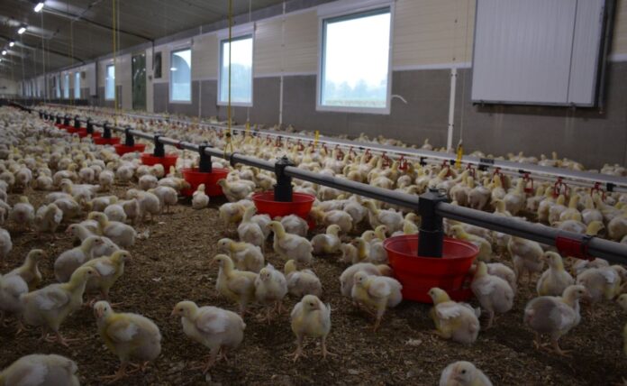 granja-de-pollos-con-ventanas-1