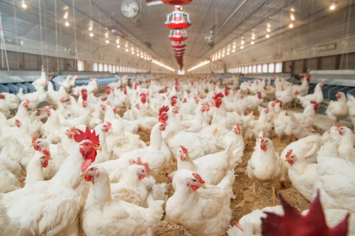 control-salmonella-en-granjas-de-gallinas-REPRODUCTORAS-cover