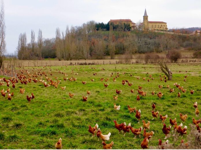gallinas-al-aire-libre-criadas-al-aire-libre-en-Gers-Francia-by-Pierre-Buffo